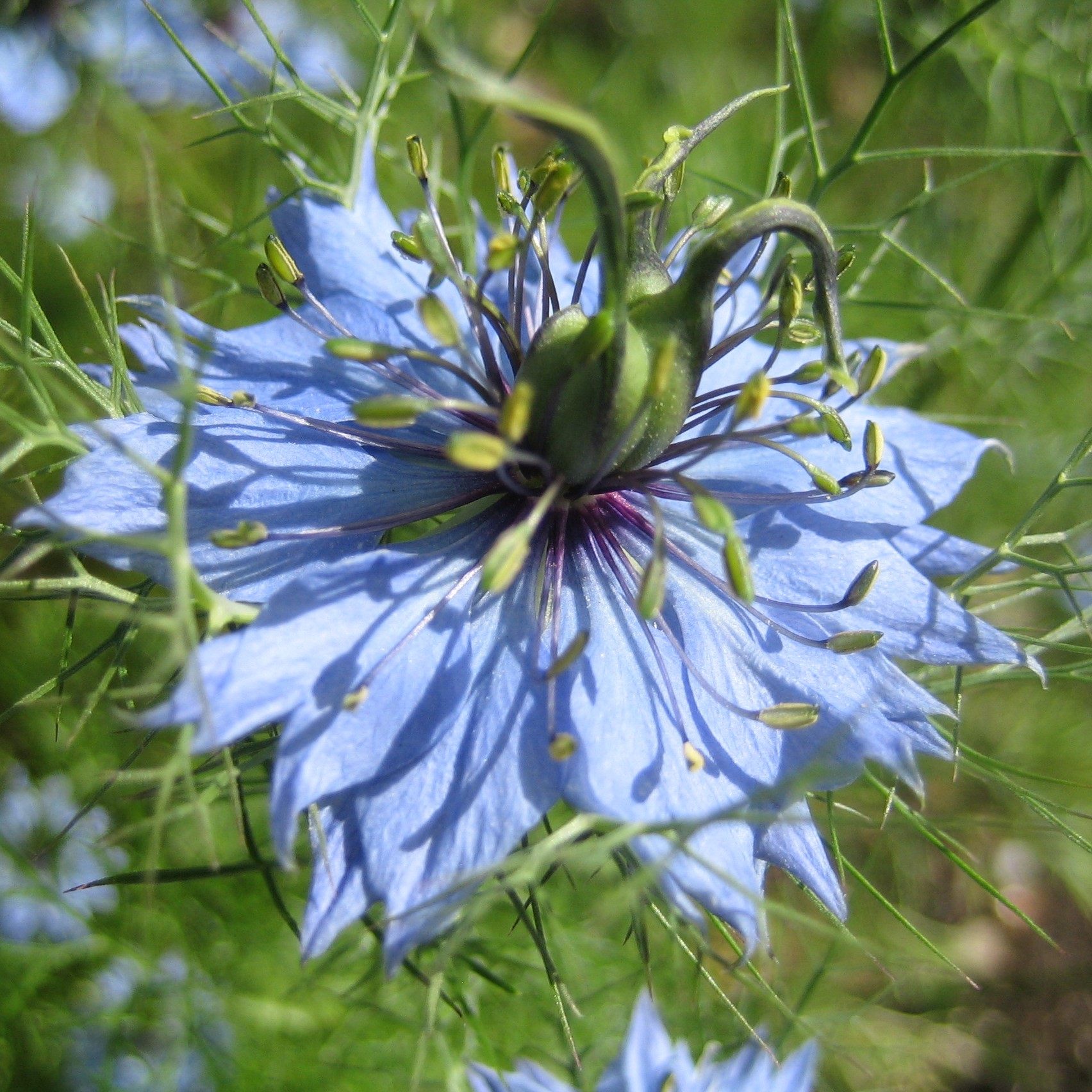 庭院花园地被植物黑种草花苗盆栽不带花夏季开花冷凉花卉蓝色花卉