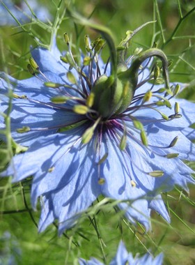 庭院花园地被植物黑种草花苗盆栽不带花夏季开花冷凉花卉蓝色花卉
