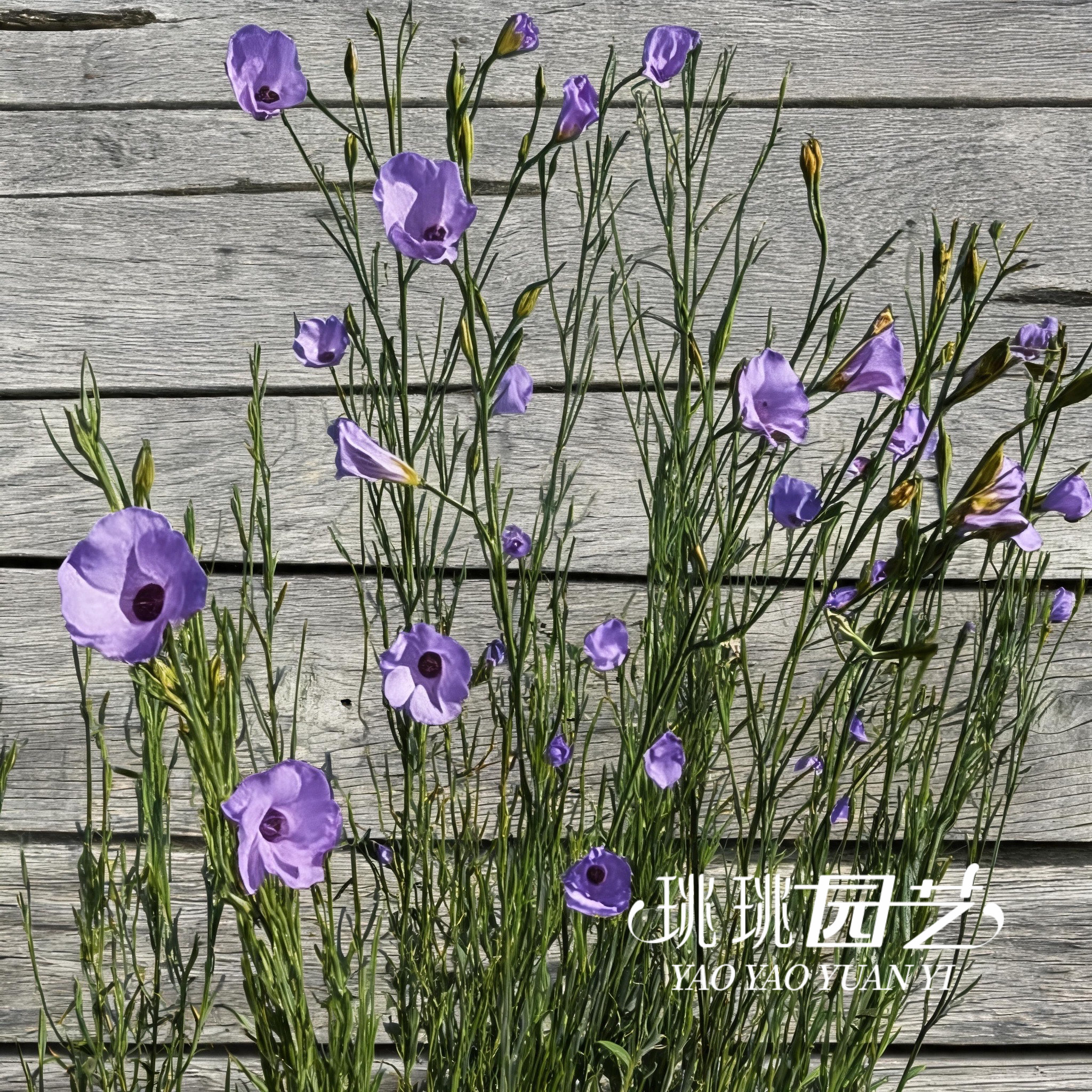 针叶纸芙蓉常绿灌木耐热耐旱