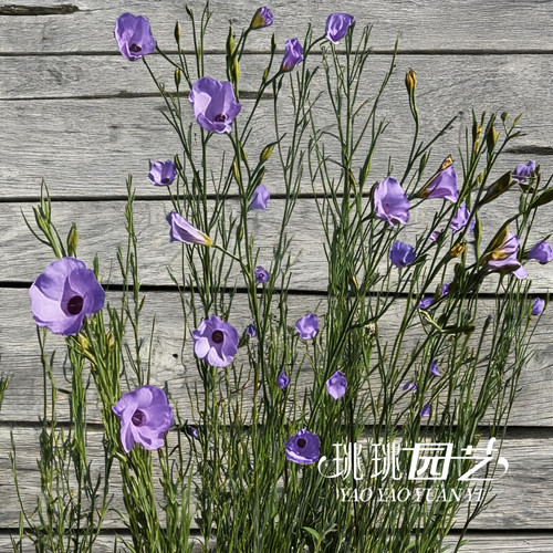 针叶纸芙蓉常绿灌木耐热耐旱