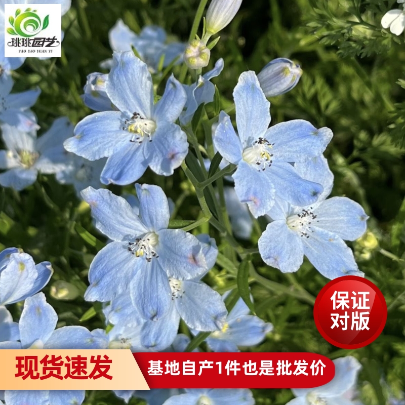 小花飞燕草花园阳台植物春季开花