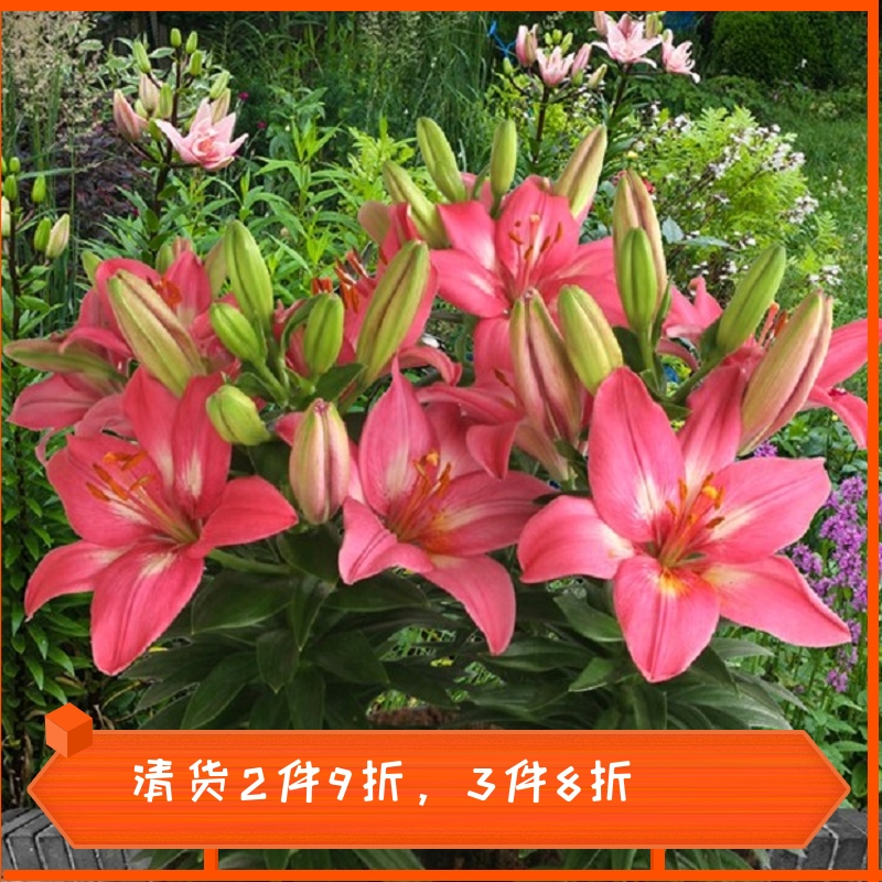 【特价包邮】荷兰进口亚洲百合种球小蜜月小重影无花粉华尔兹耐寒