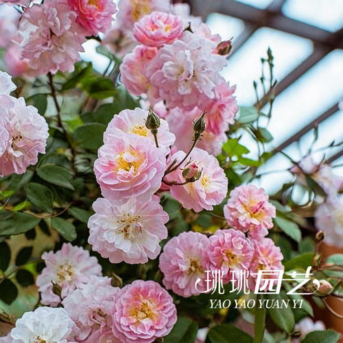 月季呼吸香水浓香大型藤本耐热