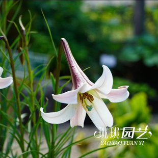 原生百合盆栽花苗姬高砂庭院花园切花花卉淡雅清香需春化夏初开花