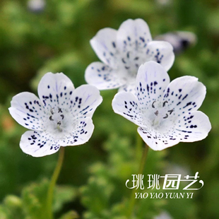 珧珧园艺喜林草花苗黑便士暴雪庭院耐寒花园植物盆栽好养易开花