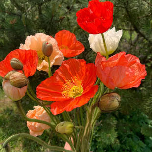 包邮 冰岛虞美人花苗盆栽带花苞耐寒低矮花境植物早春花卉 2盆