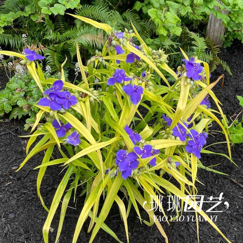 金叶紫露草甜蜜凯特金黄叶蓝紫花