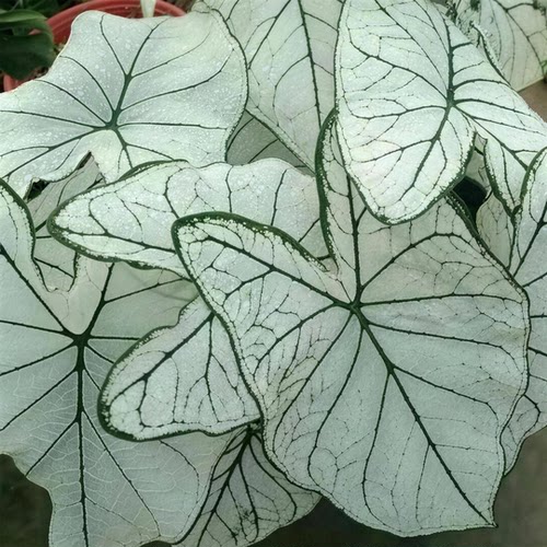 彩葉芋白色戀人耐陰室內觀葉植物