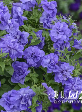 珧珧园艺重瓣矮牵牛花苗冰淡紫大夜弥天易爆盆花期长花园阳台花卉