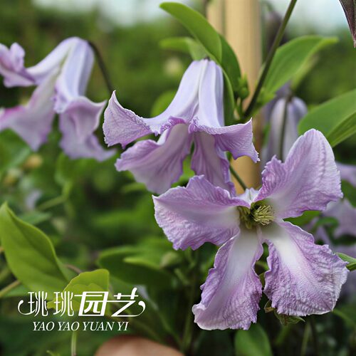 铁线莲贝蒂夫人意大利系淡紫耐阴