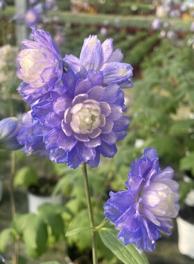 重瓣大花飞燕草高地人High Lander盆栽花苗带花苞花园植物