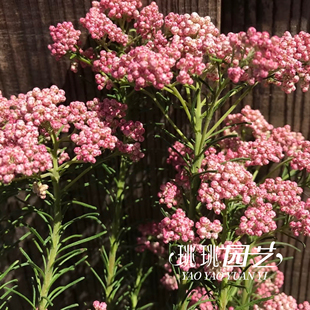 澳洲米花盆栽小苗多年生木本花卉庭院阳台植物耐寒耐热易爆盆