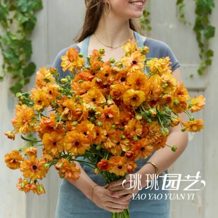 蝴蝶花毛茛橘子汽水球根花卉花苗盆栽耐寒阳台颜色鲜艳好看耐寒