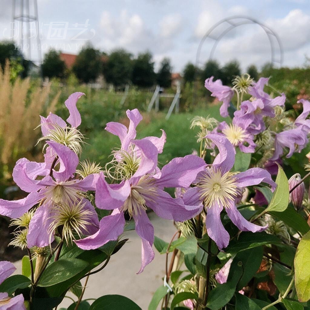 铁线莲东方河流East River｜紫色大花直立不爬藤丰花三类重剪切花
