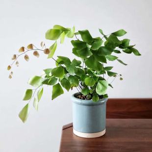 银币蕨盆栽室内绿植花卉植物办公室桌面好养活四季 常青