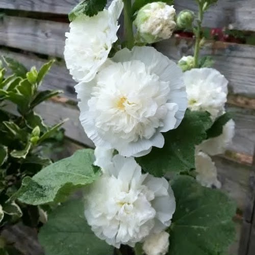 重瓣蜀葵查特白色花穗挺拔耐寒