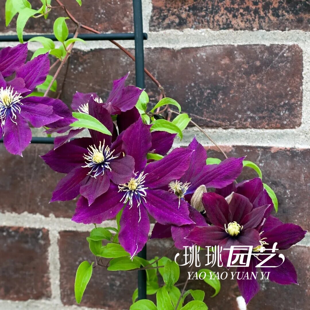 铁线莲玫瑰花园Rosemoor早花大花组深红紫红多花2类耐半阴盆栽