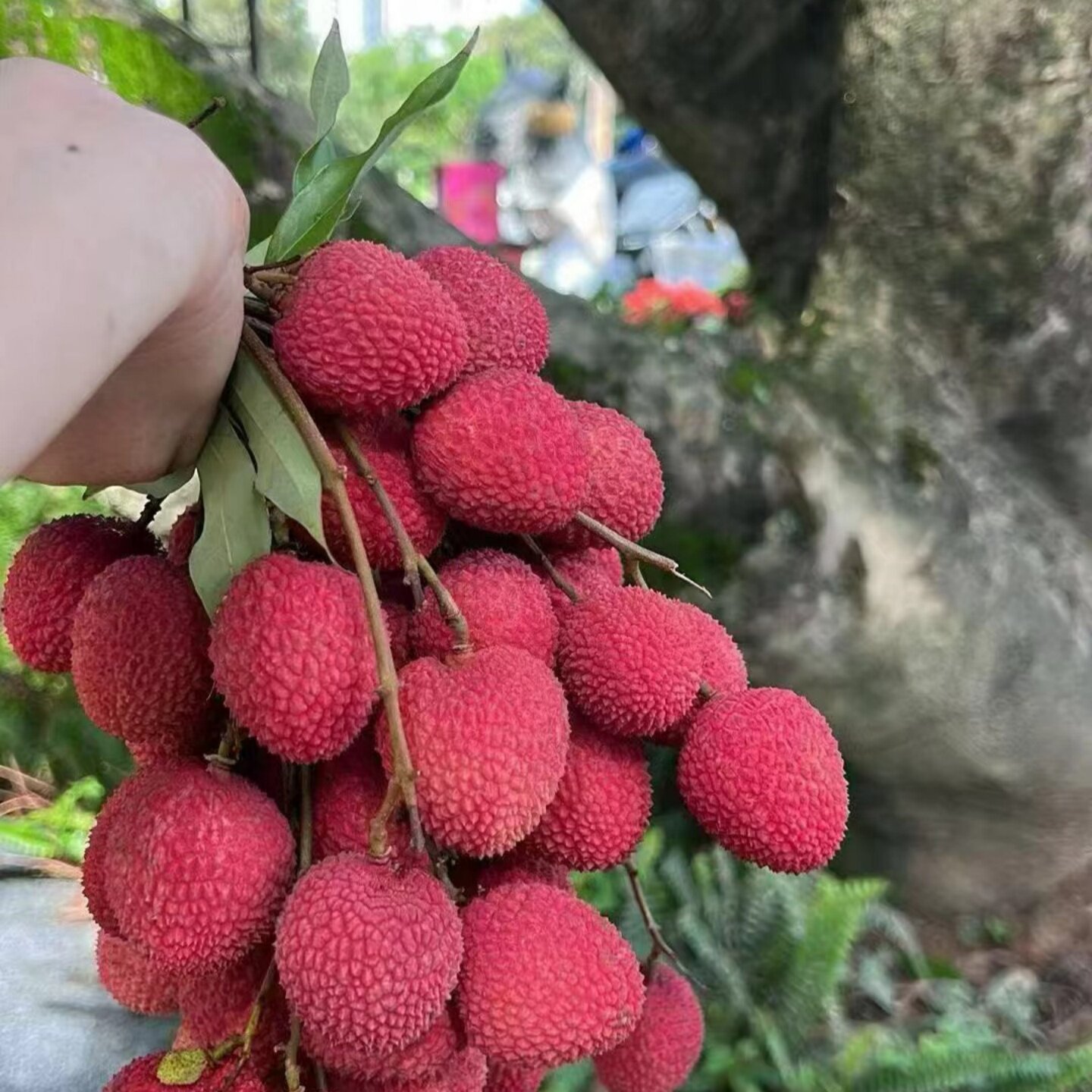 莆田特产新鲜荔枝果园现摘现发