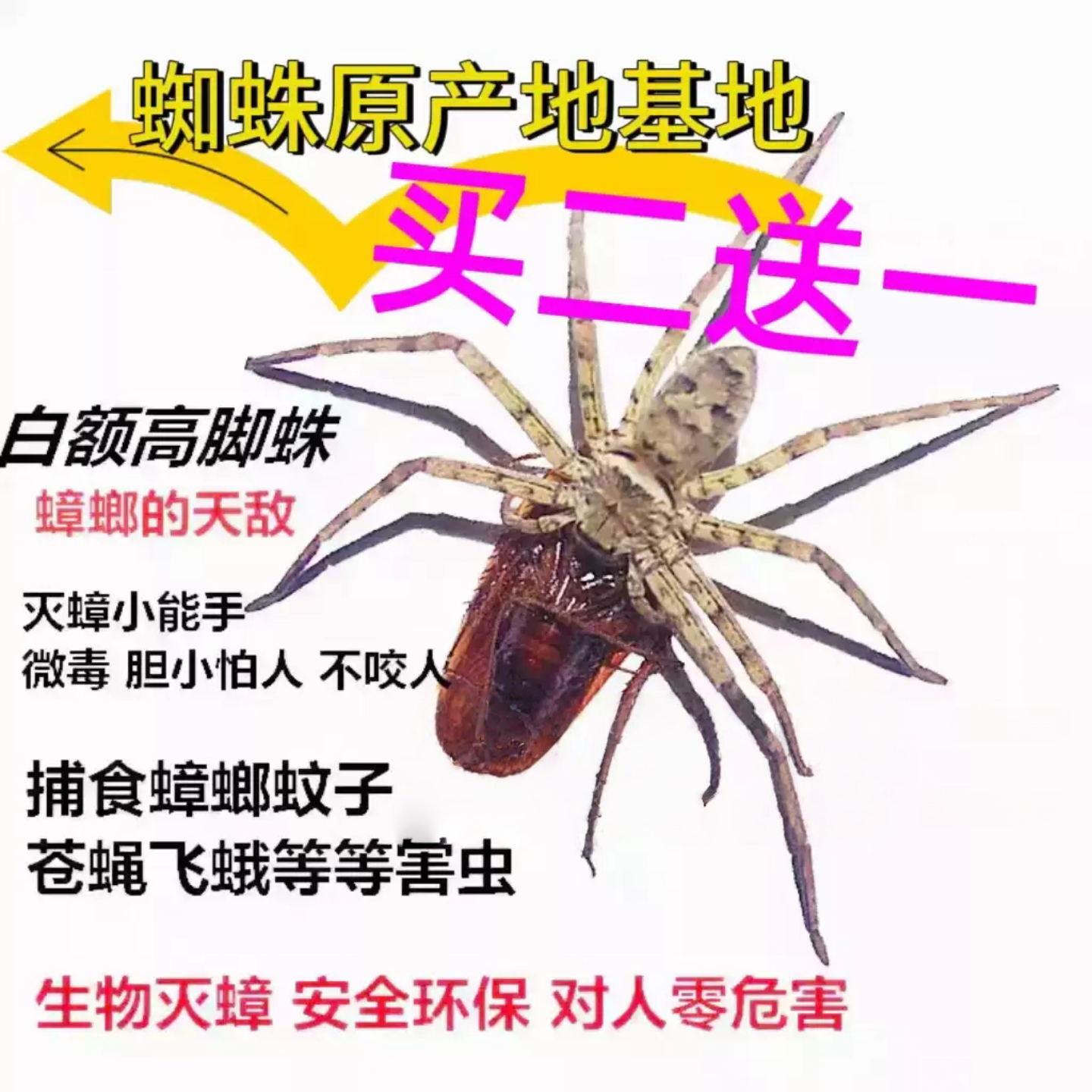 白额高脚蛛蜘蛛吃蟑螂灭杀小强蚊虫宠物害虫天敌防治蟑螂活体蜘蛛