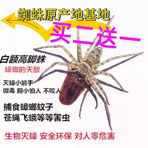 白额高脚蛛活体宠物蜘蛛抓蟑螂神器网红蜘蛛灭小强吃蚊虫包邮包活