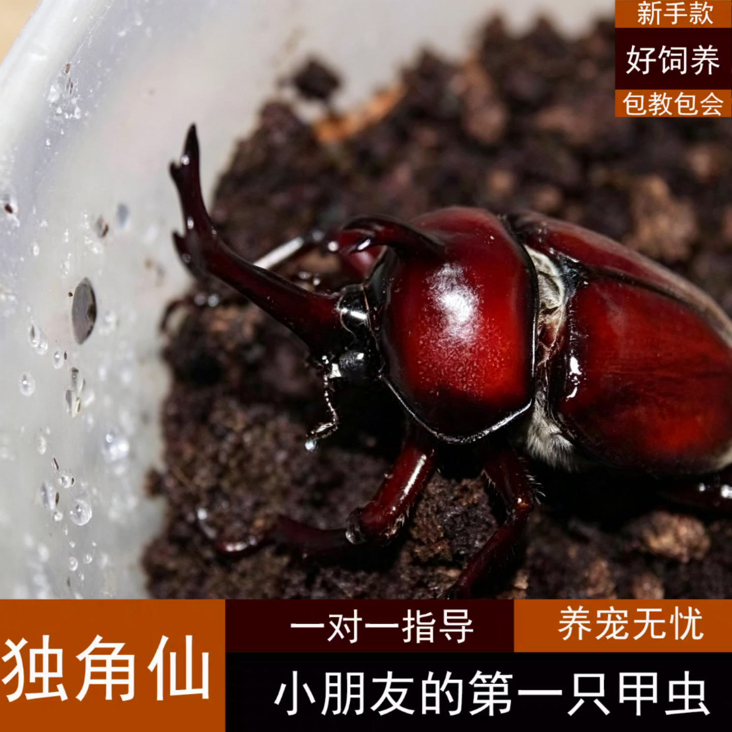 独角仙甲虫宠物成虫幼虫姬兜