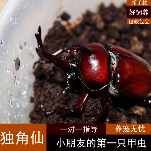 独角仙甲虫宠物成虫幼虫姬兜
