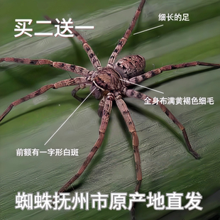 白额高脚蛛蜘蛛吃蟑螂灭杀小强蚊虫宠物害虫天敌防治蟑螂神器克星