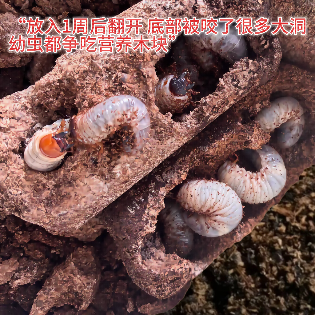 甲虫幼虫催肥发酵木块 独角仙/锹甲/金龟兜虫争吃饲料 营养强