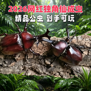 【2026年独角仙成虫现货】新虫 独角仙幼虫新手套餐昆虫宠物活体