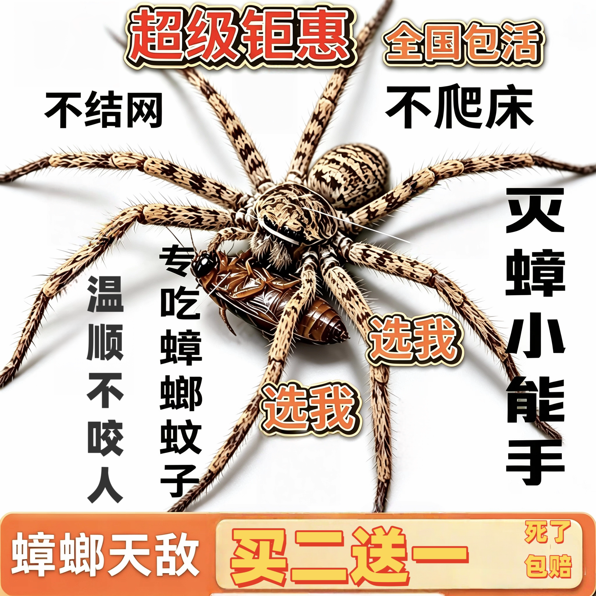 白额高脚蛛活体包活抓蟑螂神器