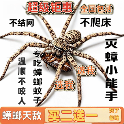 白额高脚蛛蜘蛛吃蟑螂灭杀小强蚊虫宠物害虫天敌防治蟑螂活体蜘蛛
