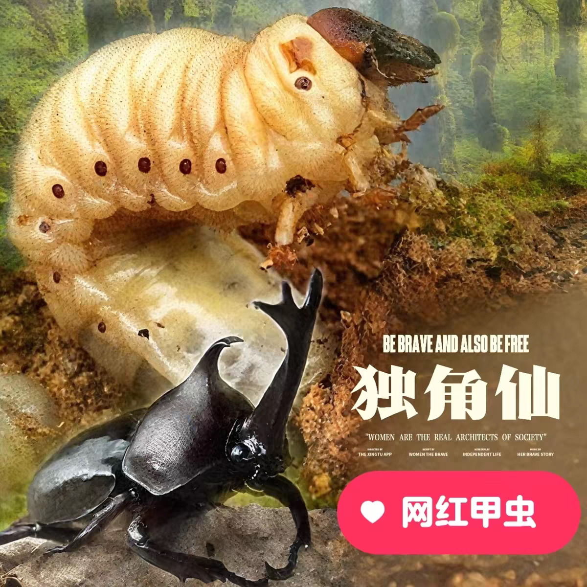 独角仙幼虫一公一母带饲养盒