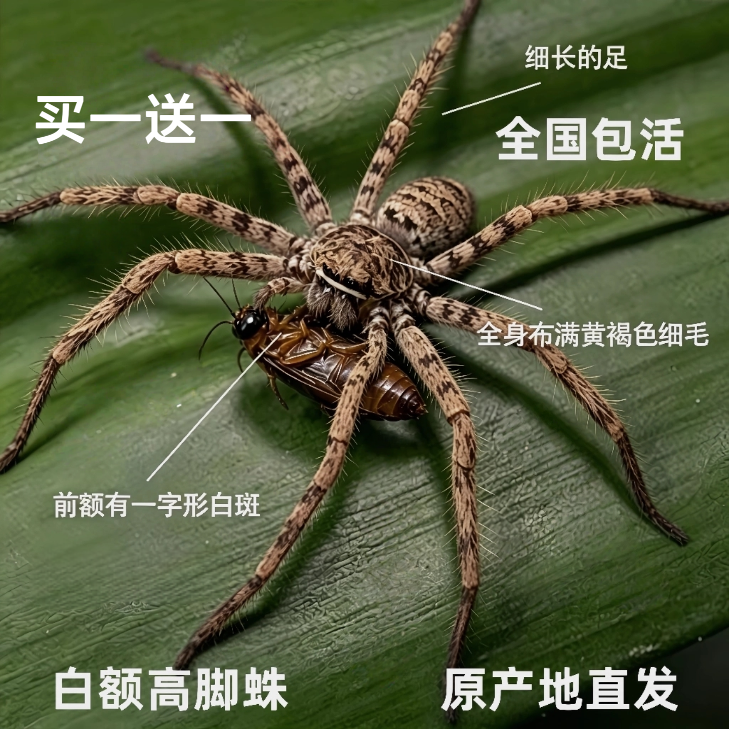 白额高脚蛛蜘蛛吃蟑螂灭杀小强蚊虫宠物害虫天敌防治蟑螂神器克星