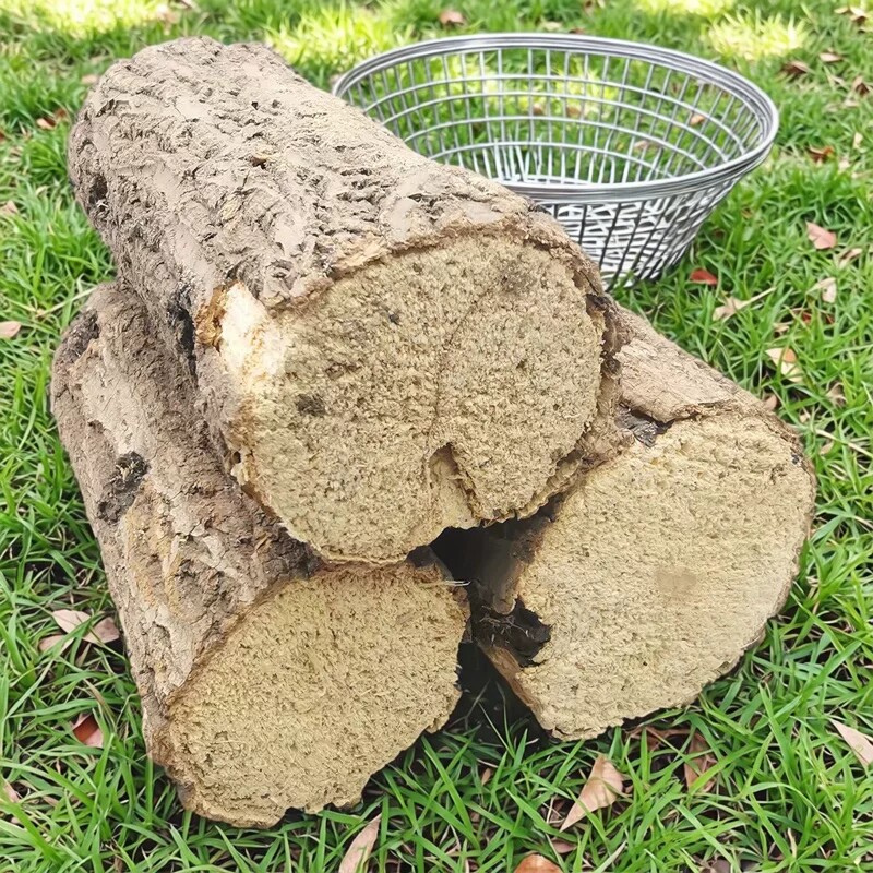 甲虫产木彩虹锹甲成虫产卵繁殖产房发酵木屑独角仙中大扁巨扁锹
