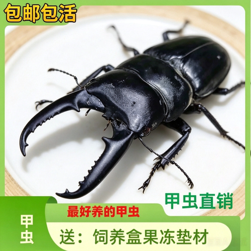 中华大扁锹锹形虫宠物甲虫成虫好养科普昆虫活体新虫温顺可爱姬兜