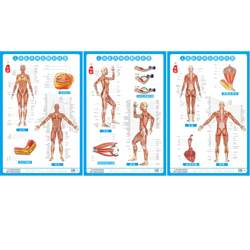 共三张图每张高86cm宽56cm