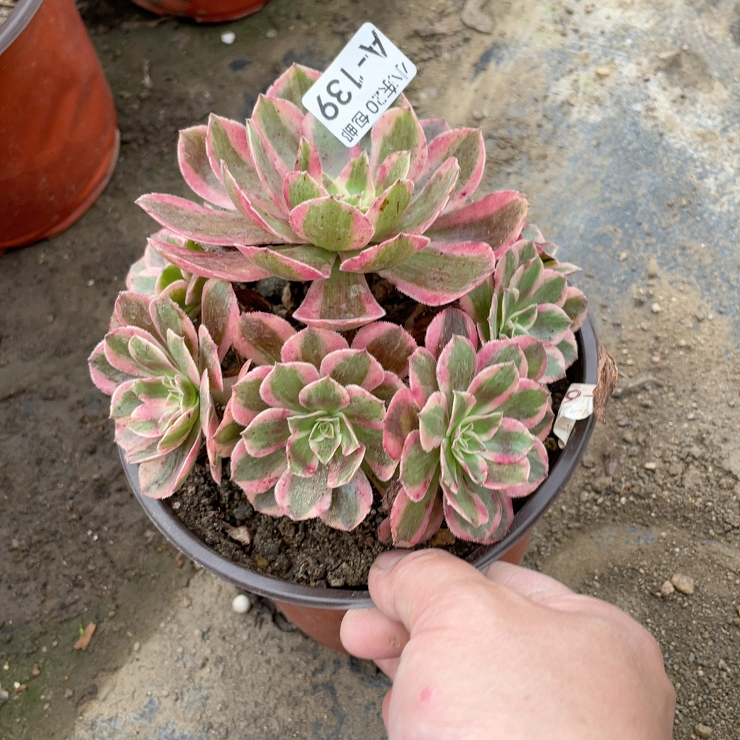 139雨荷