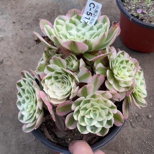 517荔枝