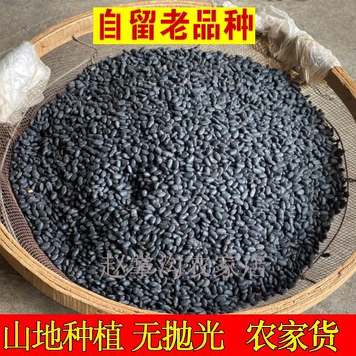 甘肃农家肾形黑豆黄心非转基因