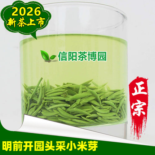 2026新茶信阳毛尖开园头采小米芽