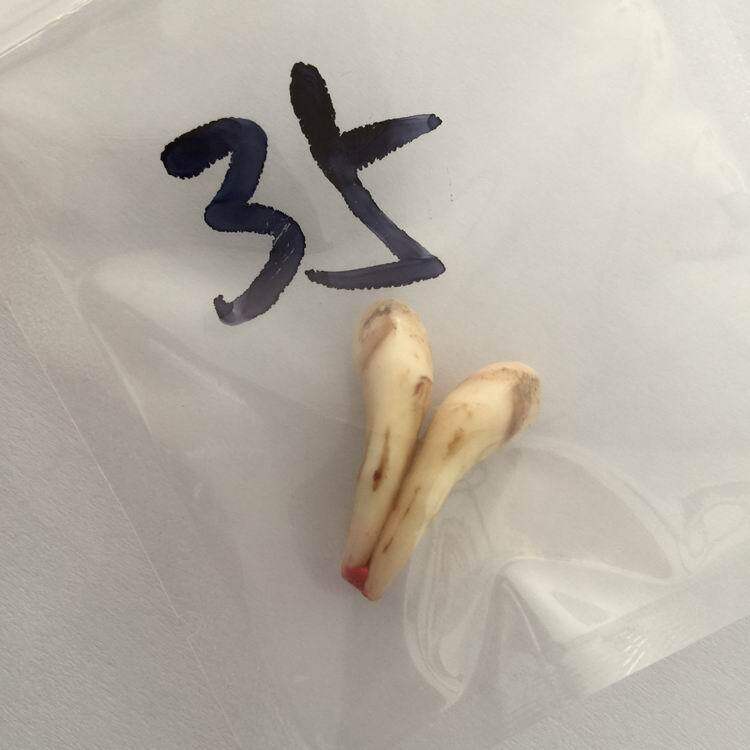 【旗鹿】文玩，鹿牙卡子，老鹿牙，原料，未经加工，2.0-2.09包邮在类目 饰品/流行首饰/时尚饰品新, 发饰中 - 来自Buy2taobao.com提供专业的淘宝代购服务