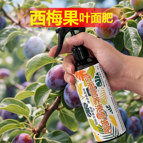 西梅果树专用肥料盆栽种植西梅树营养液发黄干枯发黑卷曲叶面肥料