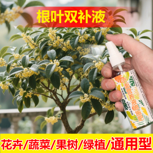 植物专用肥料土清香胡椒木营养液发黄枯萎掉落下垂软蔫叶面肥料