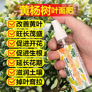 黄杨专用肥营养液雀舌瓜子黄杨树盆景肥料防黄叶促生长生根叶面肥