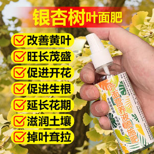 银杏树专用肥料盆栽种植盆景营养液叶子叶片发黄掉叶枯萎叶面肥料