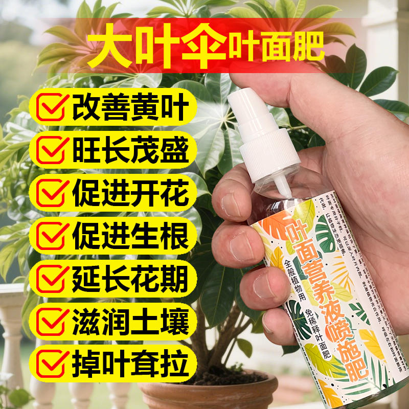 大叶伞专用肥料绿植营养液叶子尖焦枯萎黑斑烂根卷曲耷拉叶面肥料