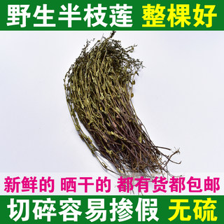 野生新鲜半枝莲500g包邮干品牙刷草夏新货并头草配白花蛇舌草更好