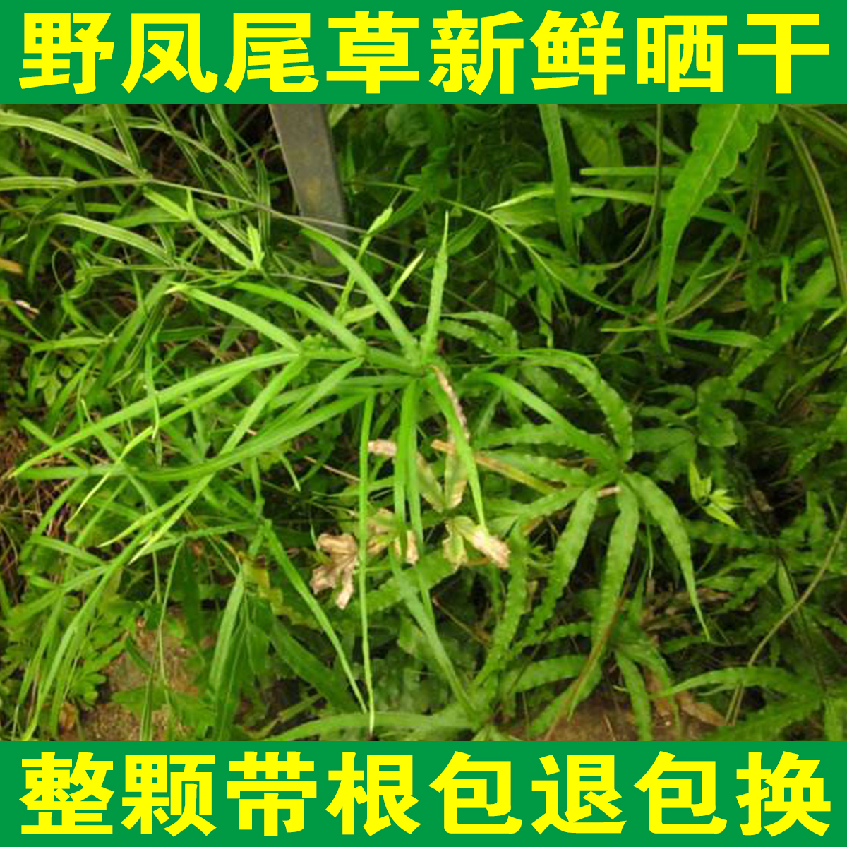 正品野生带根凤尾草 鸡脚草中药材包邮金鸡尾凤凰草井栏草鸡爪草