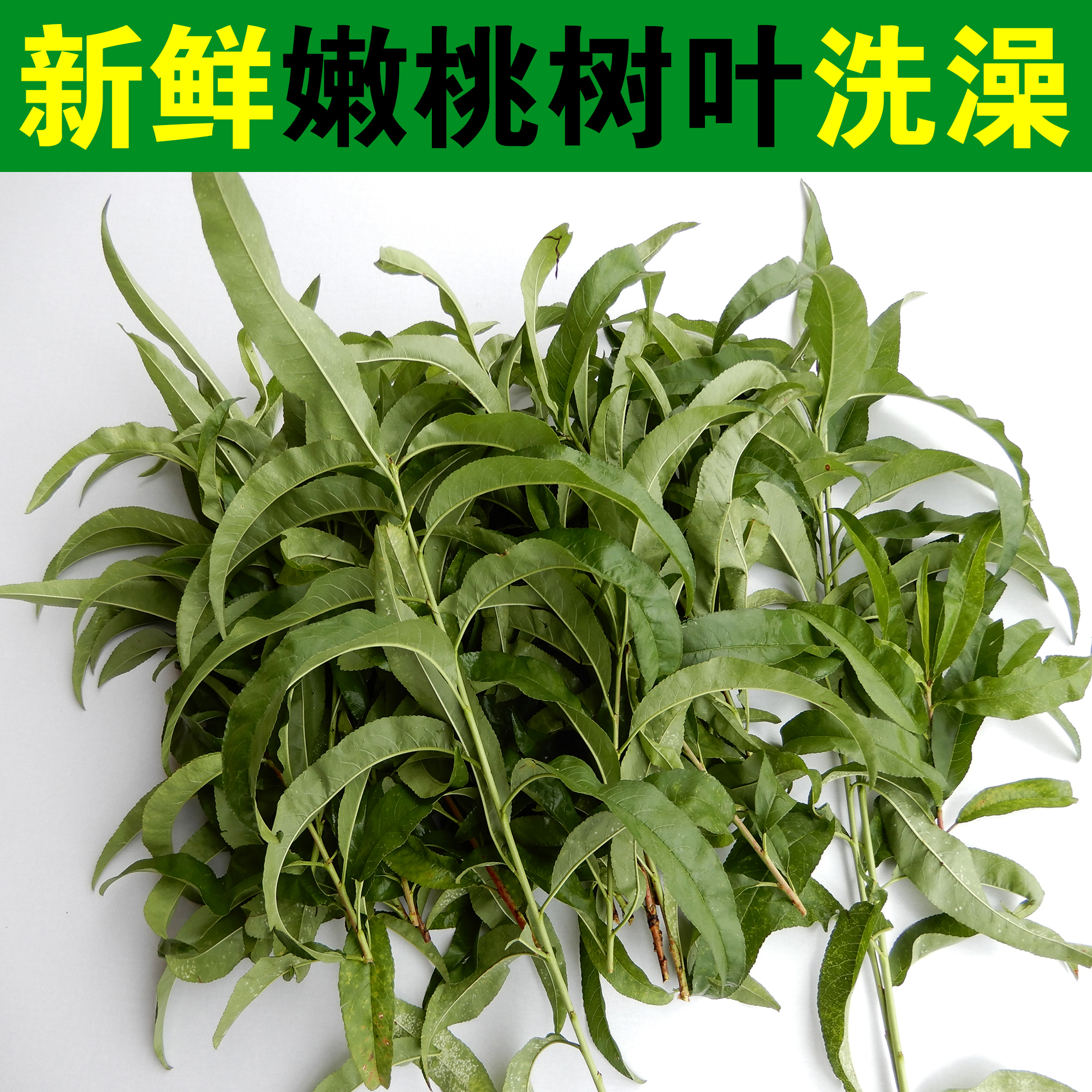 新鲜桃树叶桃树叶子毛桃叶山桃叶