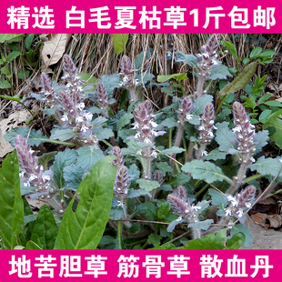 白毛夏枯草筋骨草1斤包邮 过冬青散血草新鲜晒干雪里青地苦胆苦草